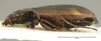 Media type: image;   Entomology 5524 Aspect: habitus lateral view